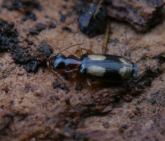 Dromius quadrimaculatus