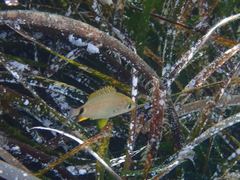 Diplodus annularis