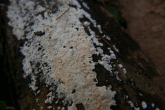 Cylindrobasidium laeve