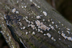 Cylindrobasidium laeve