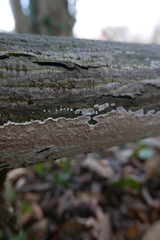 Cylindrobasidium laeve