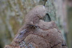 Segestria senoculata