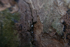Delicatula integrella