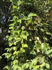 Mucuna macrocarpa