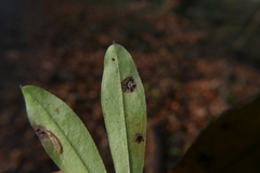 Puccinia punctata