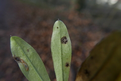Puccinia punctata