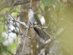 Saucerottia cyanocephala