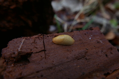 Arion intermedius