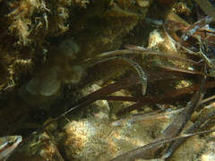 Symphodus rostratus