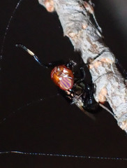 Physiphora alceae