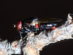 Physiphora alceae