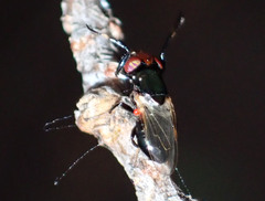 Physiphora alceae