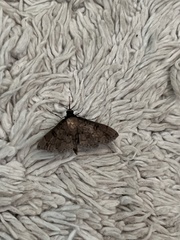 Nacoleia