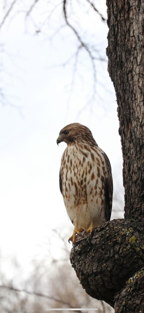 Red-shouldered Hawk from County Road 1610, Roff, OK, US on December 13 ...