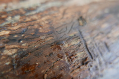 Uleiota planata