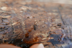 Uleiota planata
