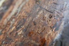 Uleiota planata