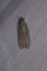 Phryganeutis cinerea