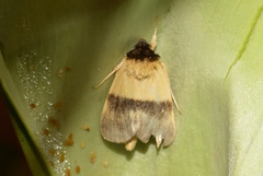Exyra semicrocea