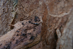 Dromius quadrimaculatus