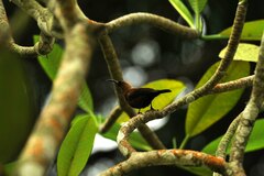 Chalcomitra fuliginosa