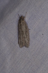 Phryganeutis cinerea