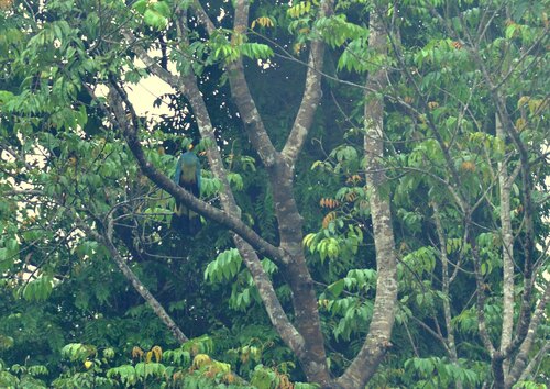 Great Blue Turaco
