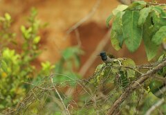 Anabathmis reichenbachii