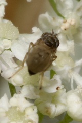 Ephydridae