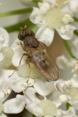 Ephydridae