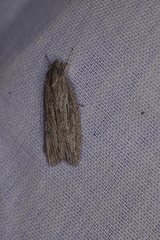 Phryganeutis cinerea