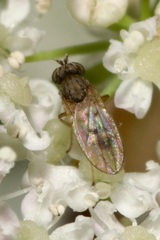 Ephydridae
