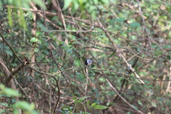 Parus cinereus