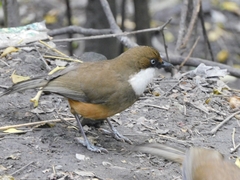 Pterorhinus albogularis