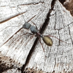 Camponotus chalceus