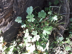 Modiolastrum australe