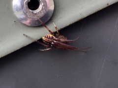 Phonognatha graeffei