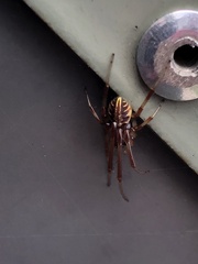 Phonognatha graeffei