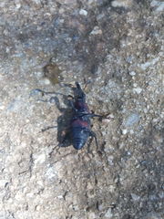 Cactophagus spinolae