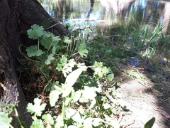 Modiolastrum australe