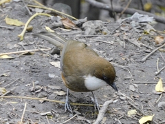 Pterorhinus albogularis