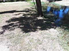 Modiolastrum australe