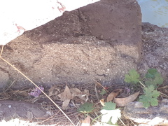 Modiolastrum australe