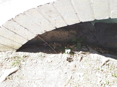 Modiolastrum australe