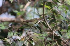 Dicaeum erythrorhynchos