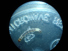 Coleoptera