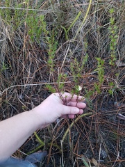 Hypericum fasciculatum