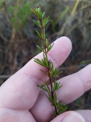 Hypericum fasciculatum