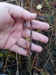 Hypericum fasciculatum