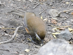 Pterorhinus albogularis